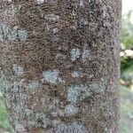 Lonchocarpus rugosus Bark