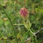 Podospermum laciniatum Kvet