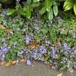 Campanula garganica Hábito