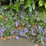 Campanula garganica Vekstform