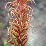 Pitcairnia bifrons Virág