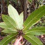 Ficus otophora পাতা