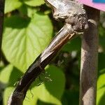 Schizophragma hydrangeoides Bark