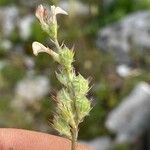 Onobrychis caput-galli Mbuma