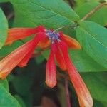 Lonicera sempervirens Kwiat