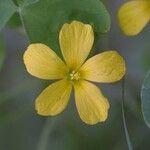 Oxalis grandis Květ