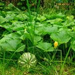 Cucurbita maxima Fruit