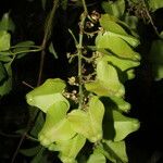 Serjania membranacea Хабит