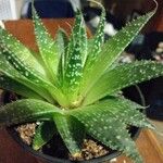 Aloe aristata Lapas