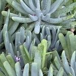 Dudleya edulis Hoja