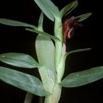 Maxillariella ponerantha