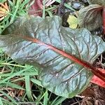 Beta vulgaris Leaf