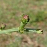 Cichorium intybus Blomst