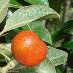 Aglaia elaeagnoidea Ffrwyth