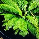 Dicksonia antarctica 葉