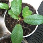 Frangula azorica Likasa