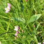 Centaurium erythraea Leaf