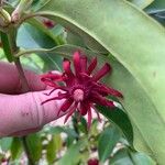 Illicium floridanum Blatt