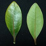 Gynochthodes neocaledonica Leaf