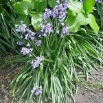 Hyacinthoides × massartiana ശീലം