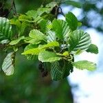 Alnus glutinosa Leaf