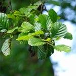 Alnus glutinosa برگ