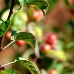 Malus sylvestris Leaf