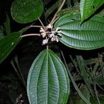 Miconia bubalina Other