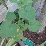 Pelargonium caylae Hoja