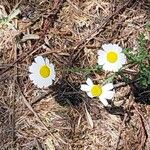 Cladanthus mixtus Flor