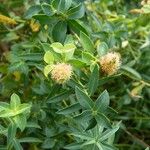 Euphorbia fragifera Inny
