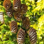 Picea abies Плод