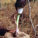 Amorphophallus aphyllus फूल