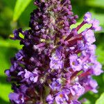 Buddleja davidii Flower