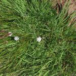 Achillea erba-rotta Plante entière