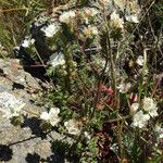 Phacelia distans Tervik taim