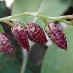 Pleurothallis restrepioides Çiçek