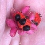 Euonymus verrucosus Fruit