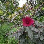 Hibiscus acetosella Φύλλο