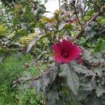 Hibiscus acetosella Blatt