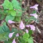 Clinopodium grandiflorum Blüte