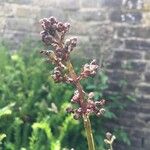 Scrophularia auriculata Цветок
