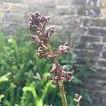 Scrophularia auriculata Flower