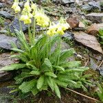 Primula sikkimensis Folha