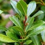 Laurus nobilis List