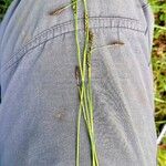 Carex sempervirens Libunga