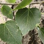 Populus × tomentosa Hoja