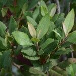 Photinia arbutifolia Leaf