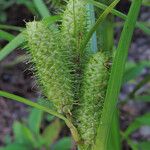 Carex frankii Fruit