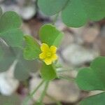 Oxalis dillenii花